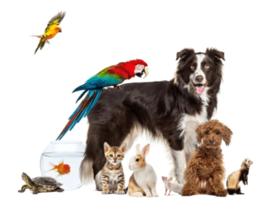 Pet Care